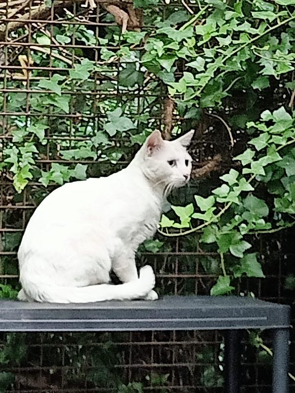 Palmiro micio bisnco di tre anni Foto 2